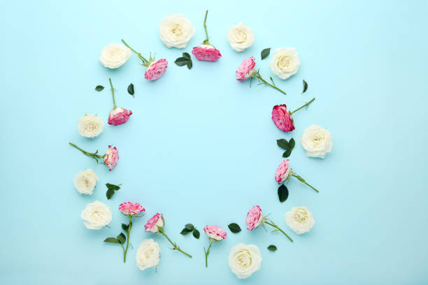 istock Pink and white rose flowers on blue background 1125674679