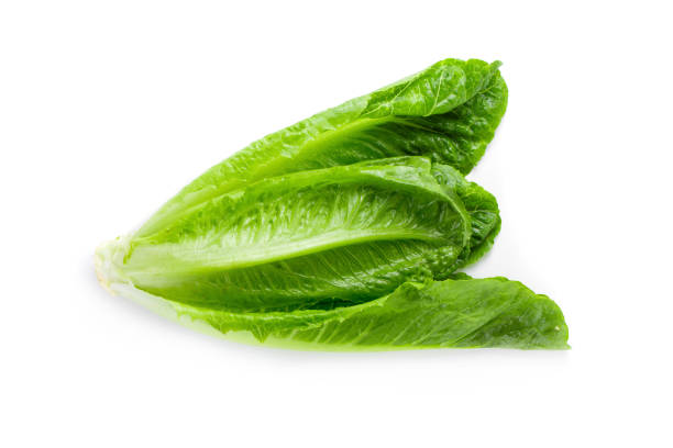 istock Cos Lettuce Isolated over the White Background. 1125674805