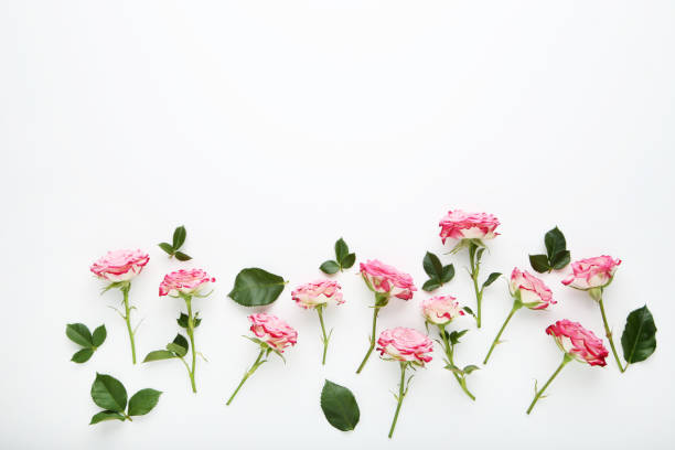 istock Pink rose flowers with green leafs on white background 1125674950