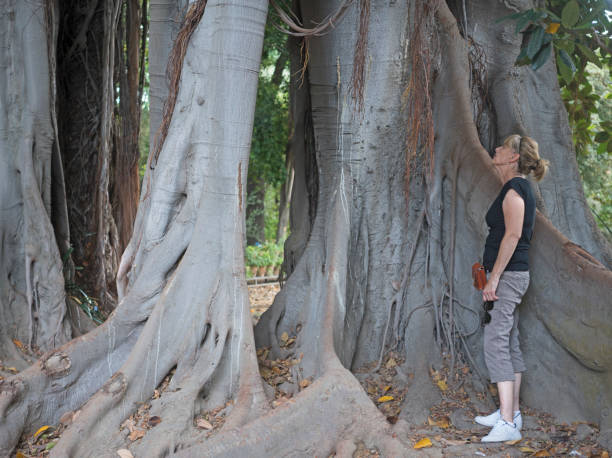 istock Massive banyan tree in Palermo's Botanical Gardens 1125676240
