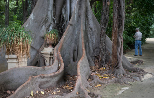 istock Massive banyan tree in Palermo's Botanical Gardens 1125676304