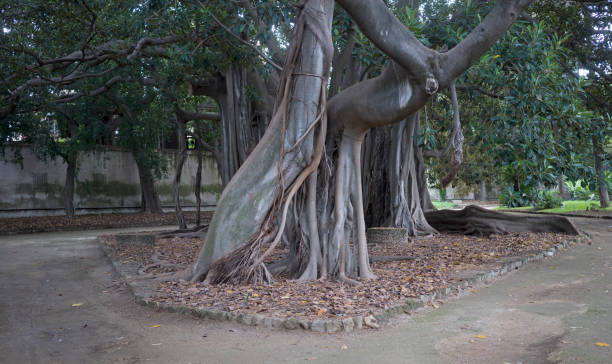 istock Massive banyan tree in Palermo's Botanical Gardens 1125676412