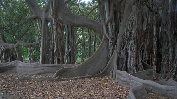 istock Massive banyan tree in Palermo's Botanical Gardens 1125676468