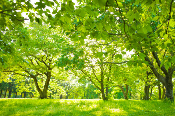 istock shade of garden trees 1125677030