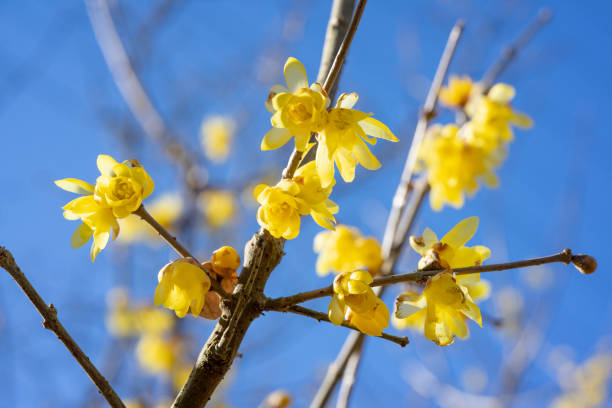 istock Wintersweet twig,yellow flower on branch in winter. 1125680361