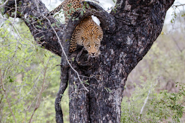 istock Leopard coming out a tree in South Africa 1125680481