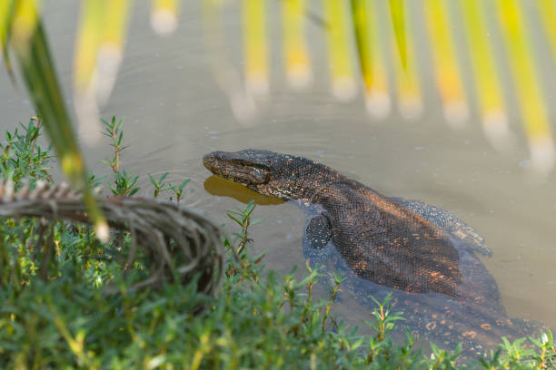istock Large asian water varan in Sri Lanka 1125680775