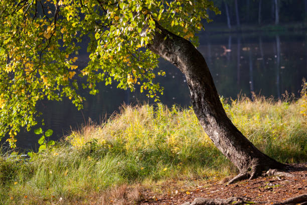 istock Old crooked birch tree near forst lake 1125680809