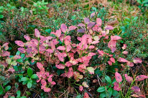 Lingonberry in forest at autumn red leaves