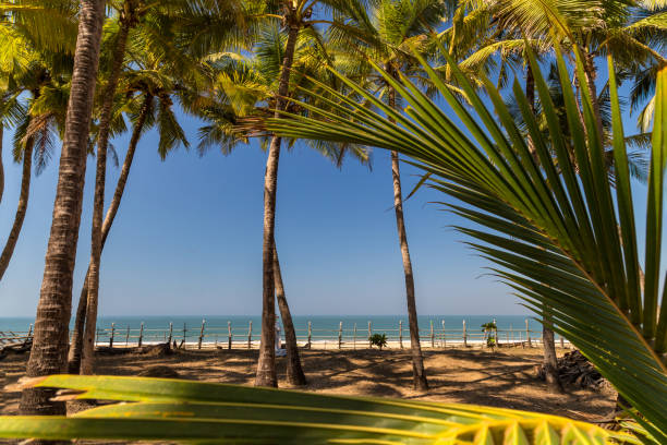 istock Palm trees on a beach. Goa, India 1125681738