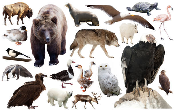 istock north american animals isolated 1125682488