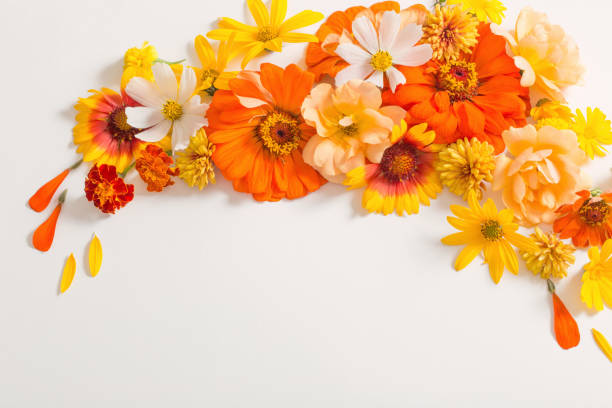 istock yellow and orange flowers on white background 1125684325