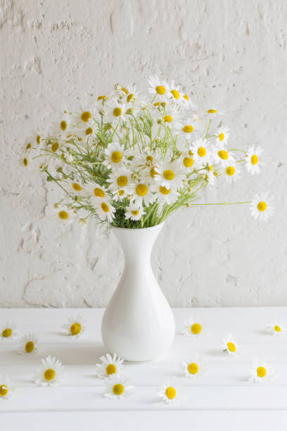 istock chamomile in vase on white background 1125684417