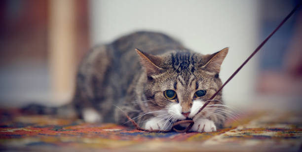istock Striped cat with white paws, plays on a carpet 1125685196