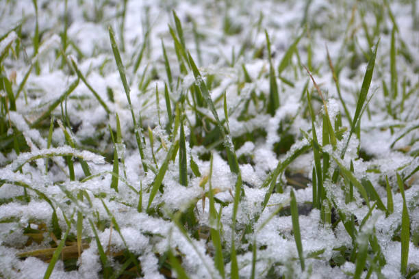 istock Green grass under the snow Goodbye winter concept Hello spring 1125685300