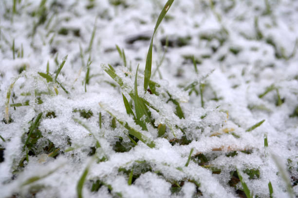 istock Green grass under the snow Goodbye winter concept Hello spring 1125685391