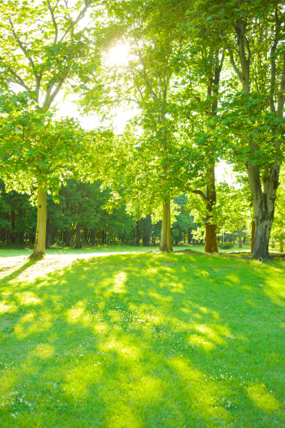 istock Morning garden sunshine 1125687529