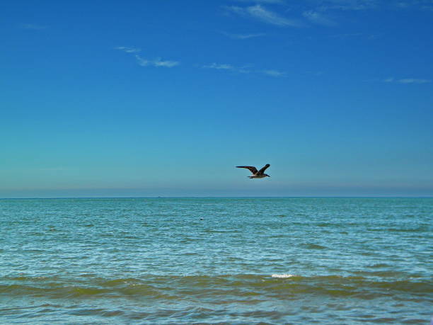 istock beautiful seagull on the beach 1125687667