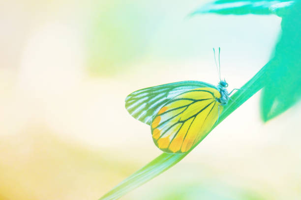 istock Butterflies and nature in pastel tones 1125688652