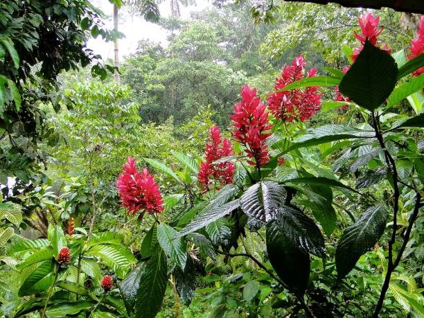 istock Tropical plants in the rainforest 1125689473