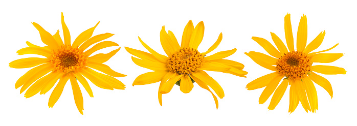 Arnica flowers isolated on white background