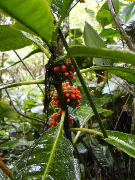 istock Tropical plants in the rainforest 1125689661