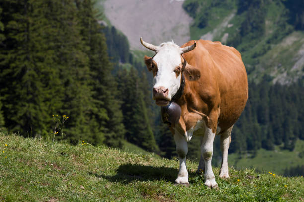 Traditional Simmental cow on alpine pasture (Col de Coux, Barme, Champery, Switzerland)