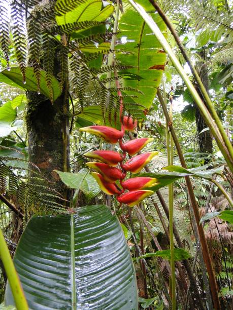 istock Tropical plants in the rainforest 1125690090