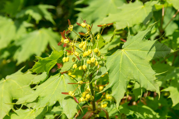 amur maple (acer ginnala) in blossom - maple keys maple tree seed tree imagens e fotografias de stock