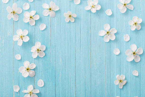 istock spring flowers on blue wooden background 1125692124