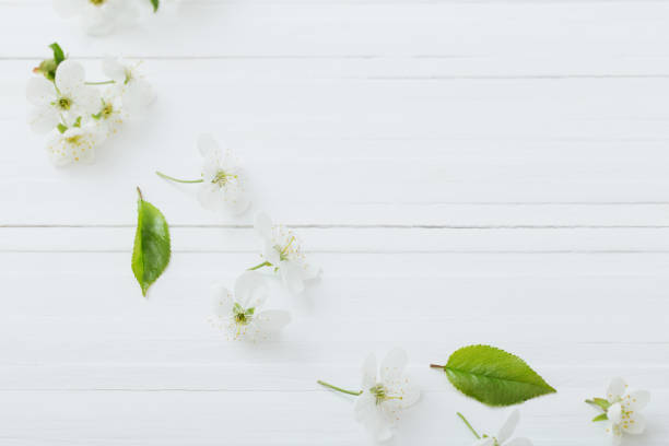 istock spring flowers on white wooden background 1125692138