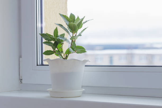 istock green plants on the windowsill in winter 1125692142