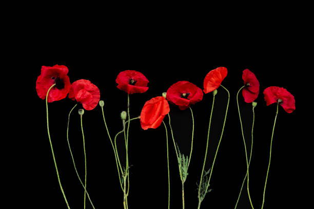 istock red poppies flowers row horizontally black background 1125694191