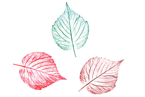 istock Plant colored leaves hand-drawn with crayons. Natural element on white background 1125694239