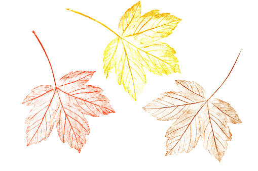 Multicolor maple leaves painted by hand with crayons. A natural element isolated on white background