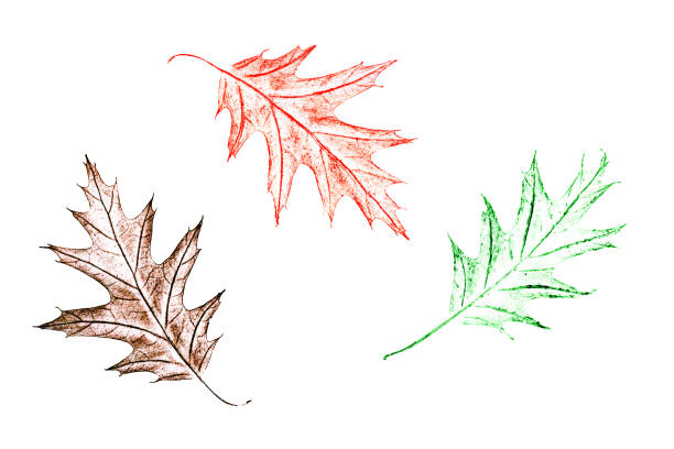 Oak leaves in autumn on white background