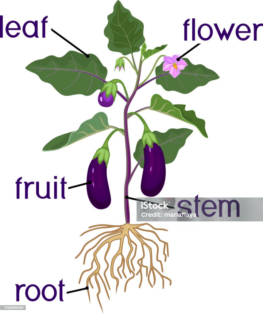Parts Of Plant Morphology Of Eggplant With Fruits Green Leaves ...