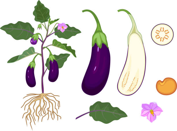 식물의 부품. 과일, 녹색 잎과 뿌리 가지의 형태학 - eggplant vegetable food white background stock illustrations