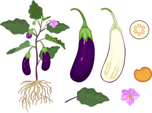 Vector illustration of Parts of plant. Morphology of eggplant with fruits, green leaves and roots