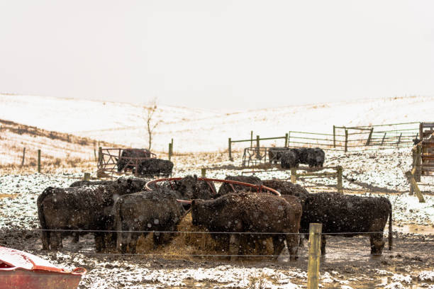 istock Black Angus eating hay in snow storm 1125694474