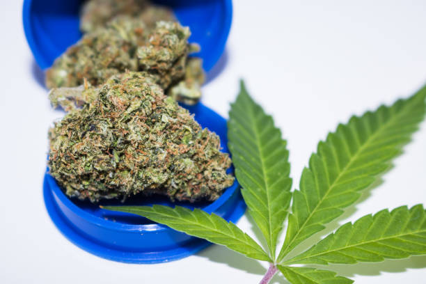 istock Medical Marijuana Buds Close Up (Tangie Strain) 1125694857