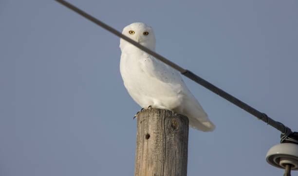istock Winter Frost Snowy Owl 1125696880