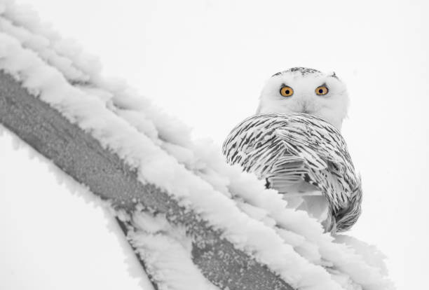istock Winter Frost Snowy Owl 1125697446