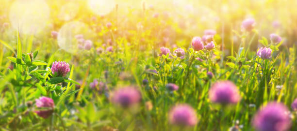 istock Morning landscape with clover in the dew 1125697612