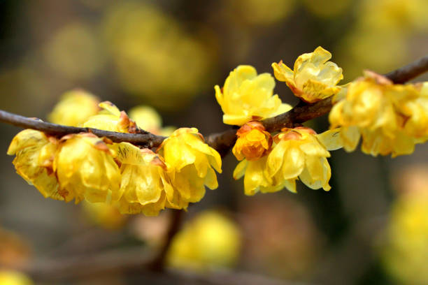 istock Winter Sweet / Chimonanthus praecox 1125698579