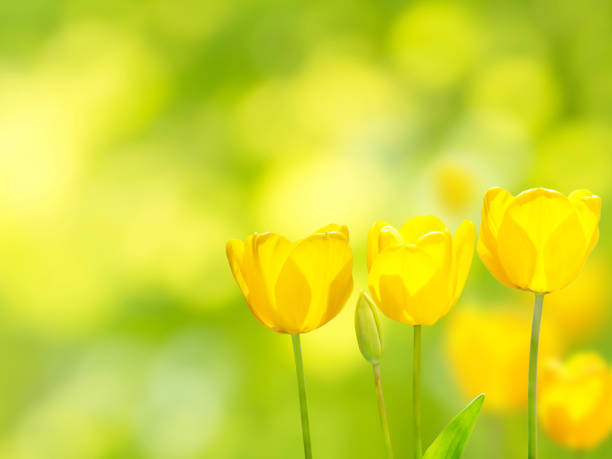 istock Three bright yellow tulips on the blurred background 1125701528