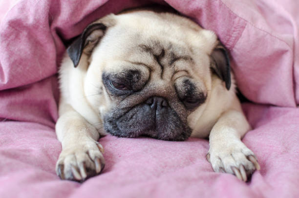 istock dog breed pug sleeping under the pink blanket 1125701548