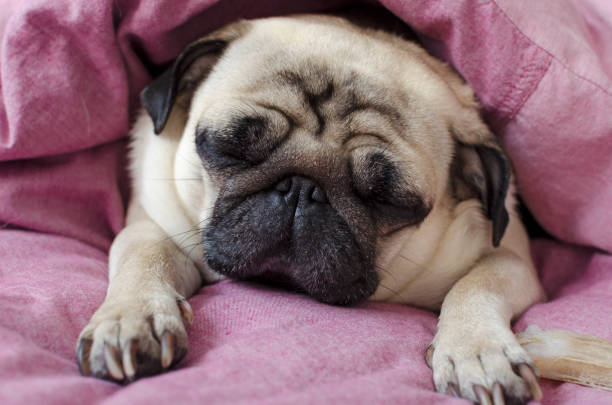 istock dog breed pug sleeping under the pink blanket 1125701701
