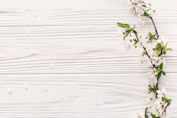 istock beautiful fresh cherry branches with white flowers on rustic wooden background top view. hello spring image flat lay, space for text. springtime blooming. earth day 1125703576