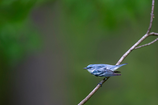 A vibrant blue colored Cerulean Warbler perched on a branch with its wings out in an aggressive posture.